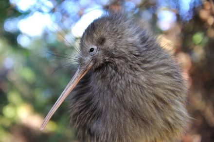 Kiwi encounter - Te Puia (Rotorua)
