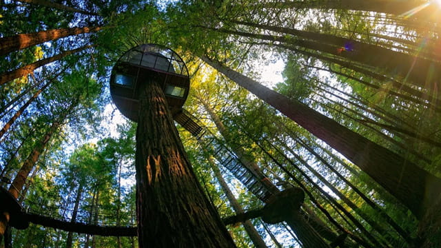 tree top walk rotorua